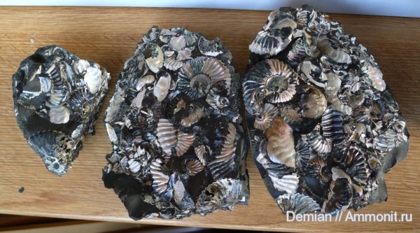 аммониты, Ульяновск