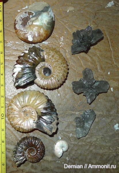 аммониты, Ульяновск, Deshayesites, Aconeceras, Sinzovia