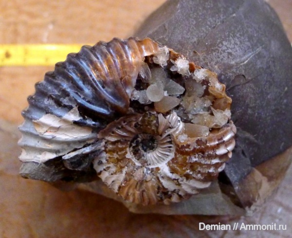 аммониты, Ульяновск, Deshayesites