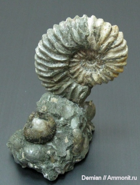 аммониты, мел, Acanthohoplites