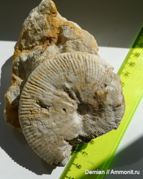 аммониты, Липицы