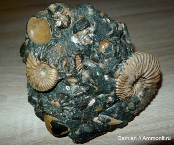 аммониты, Acanthohoplites