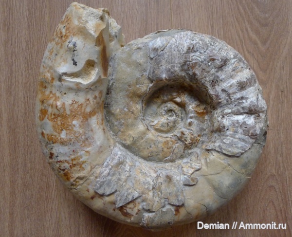 аммониты, Липицы, Aspidoceras