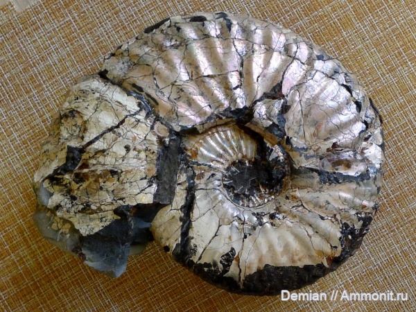 аммониты, Deshayesites