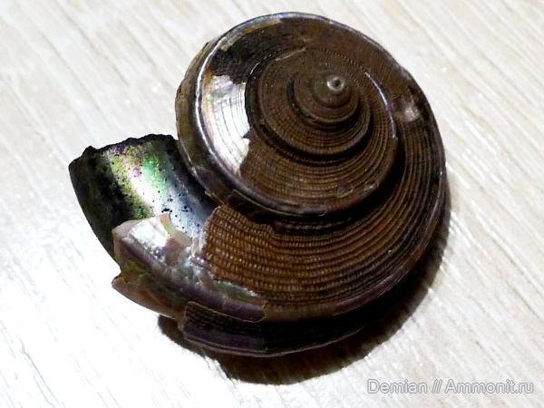 гастроподы, Коломенское, оксфорд