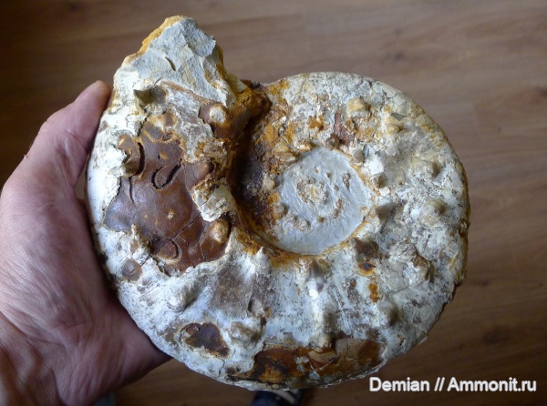 аммониты, юра, Липицы