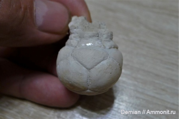 морские лилии, карбон, криноидеи