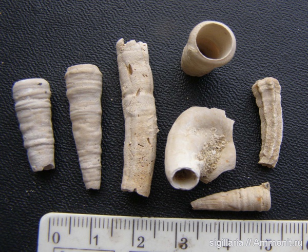 мел, полихеты, Cretaceous