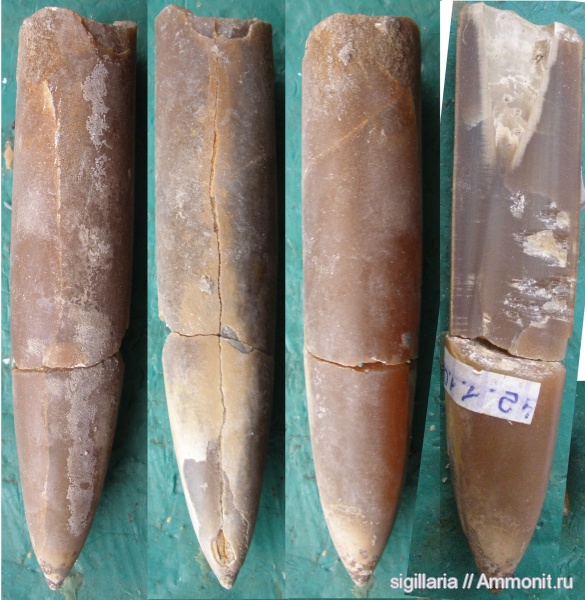 юра, келловей, Cylindroteuthidae, Callovian, Jurassic, Middle Jurassic