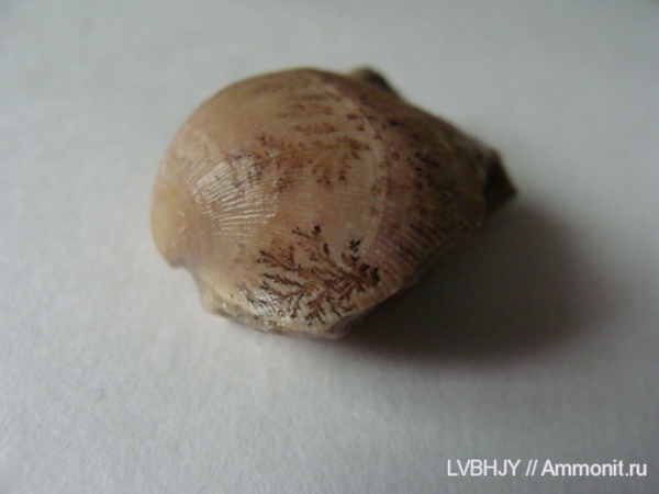 брахиоподы, карбон, Ланьшинский карьер