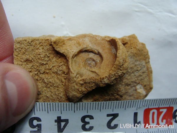 гастроподы