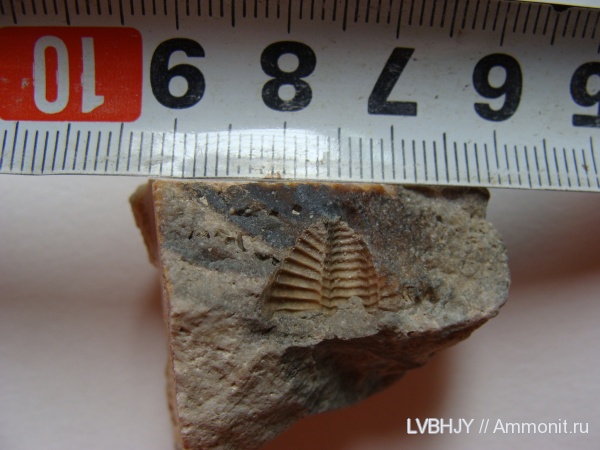 отпечатки в протвинском горизонте