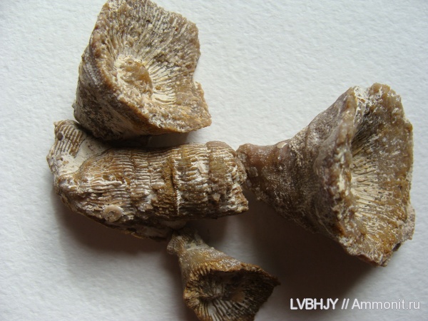 нижний карбон, стешевский горизонт, Заборье, Dibunophyllum