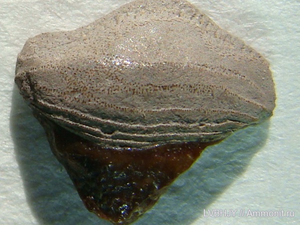 зубы, Petalorhynchus, teeth