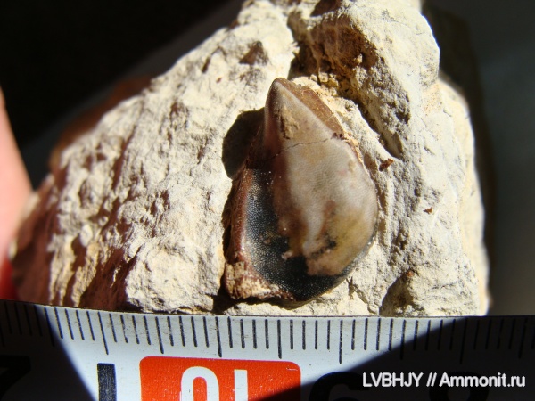 зубы, Deltoptychius, teeth