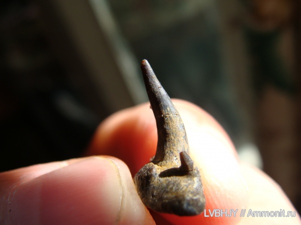 зубы, Stethacanthus, teeth