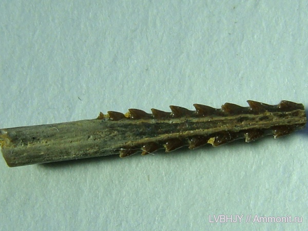 рыбы, Bransonella, fish