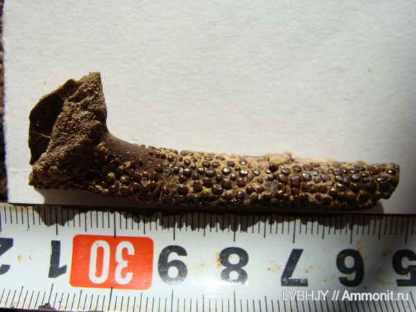 рыбы, головной шип, Menaspiformes, Erismacanthus, fish