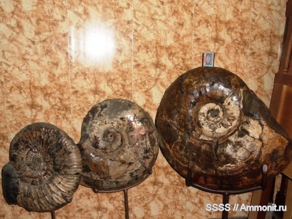 Acanthohoplites, Parahoplites