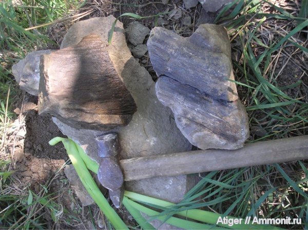 кордаиты, Lepidodendron