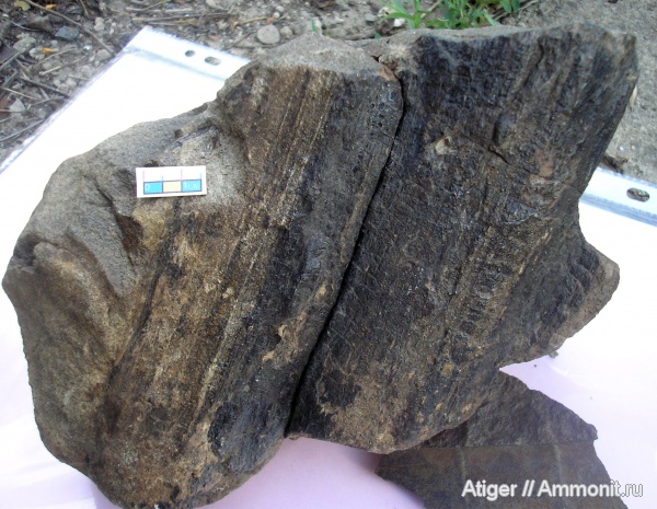 кордаиты, Cordaites