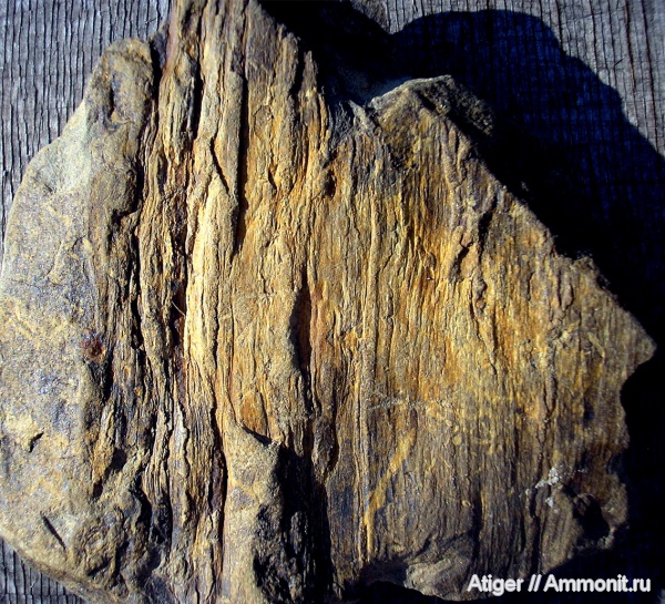 кордаиты, Cordaites