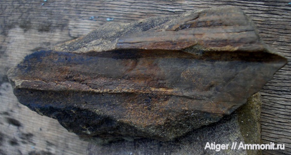 кордаиты, Cordaites