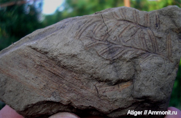 Alethopteris, Calamites