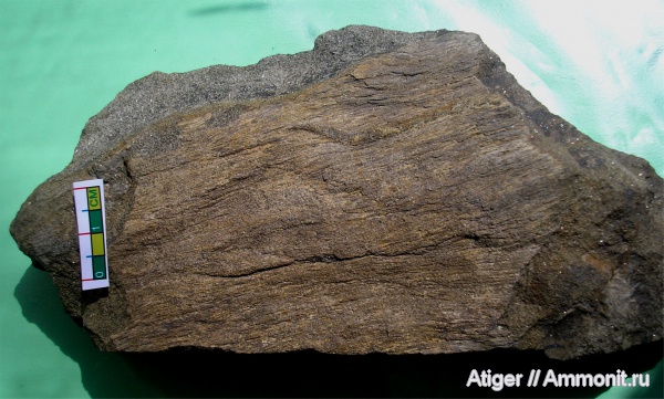 кордаиты, Cordaites