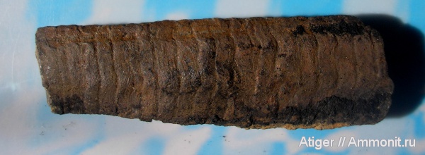 кордаиты, Cordaites