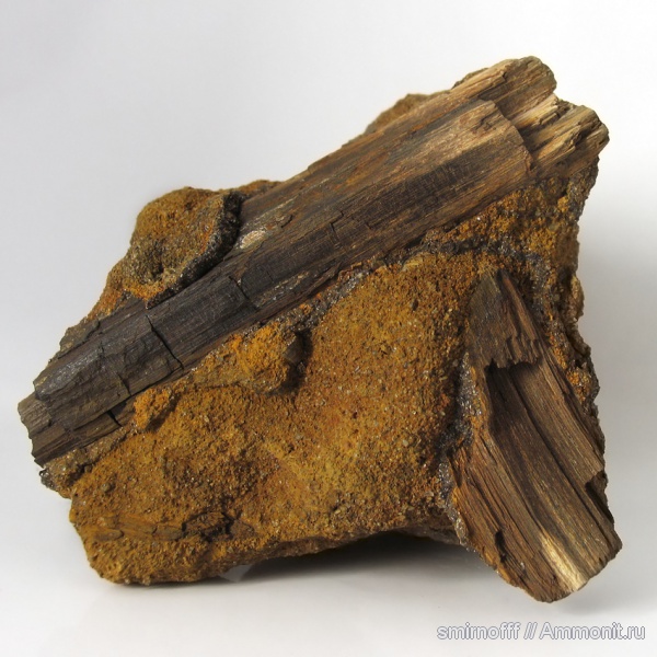 окаменевшее дерево