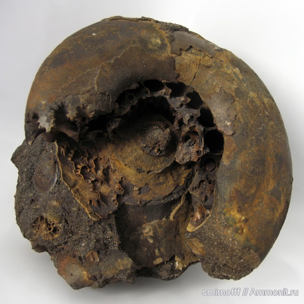 аммониты, головоногие моллюски, Ammonites аммониты, головоногие моллюски, Ammonites