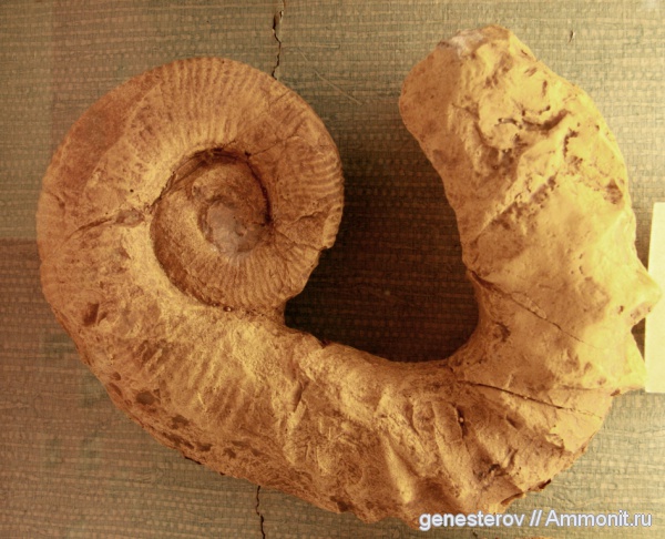 гетероморфные аммониты, Pseudocrioceras, Ancyloceratidae, heteromorph ammonites