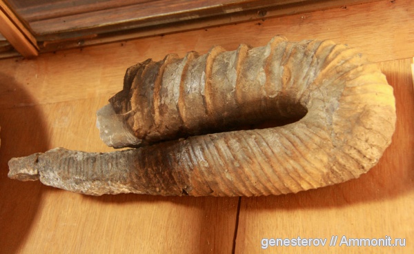 гетероморфные аммониты, heteromorph ammonites