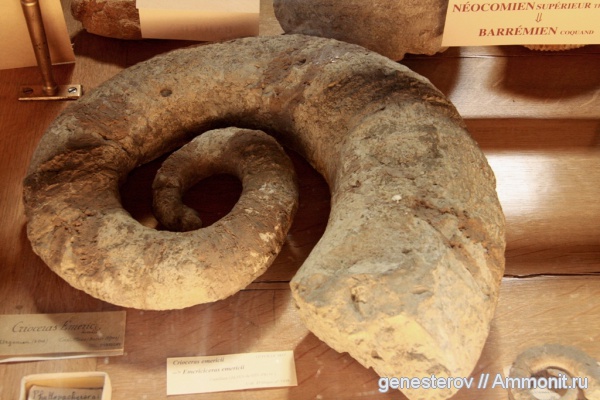 гетероморфные аммониты, Crioceras, heteromorph ammonites