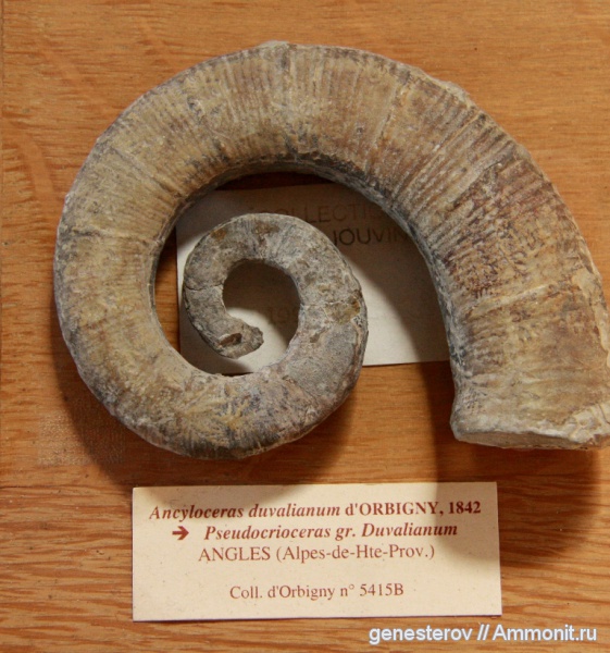 гетероморфные аммониты, Ancyloceras, heteromorph ammonites