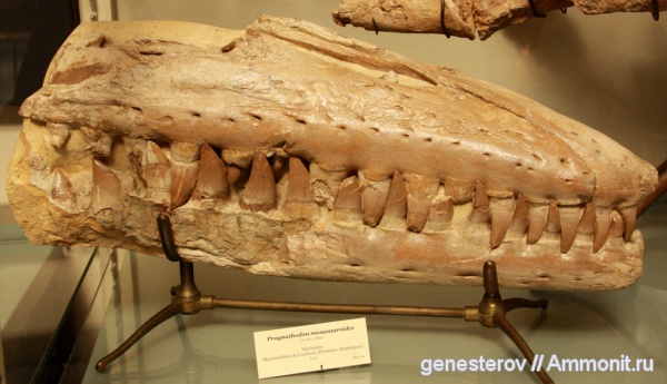 мозазавры, Prognathodon mosasauroides