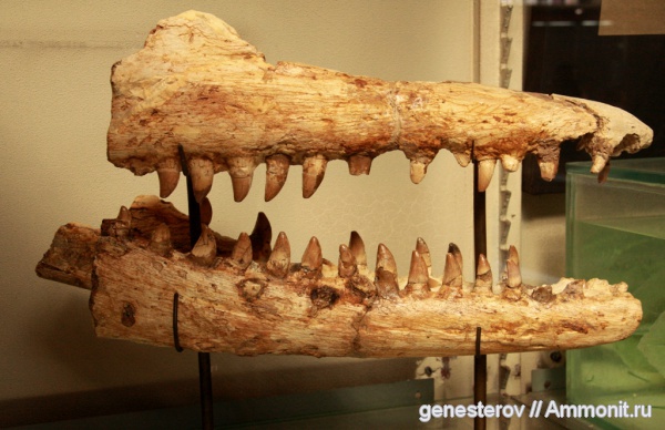 мозазавры, Prognathodon compressidens