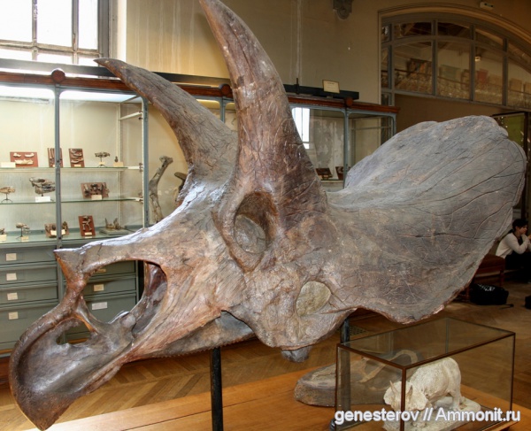 трицератопсы, Triceratops