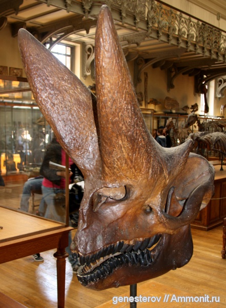 млекопитающие, Arsinoitherium zitteli