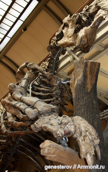 млекопитающие