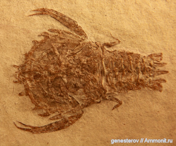 раки, Eryonidae, Eryon