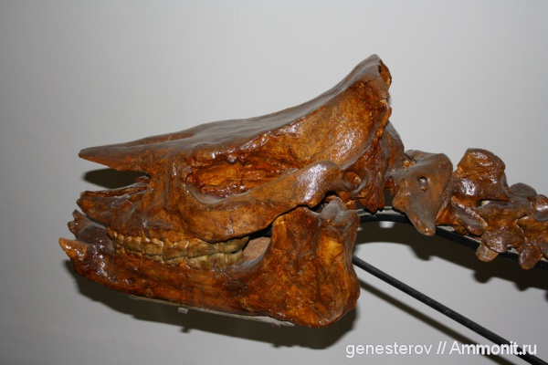 хилотерии, Chiloterium, Chiloterium schlosseri, ННПМ НАНУ