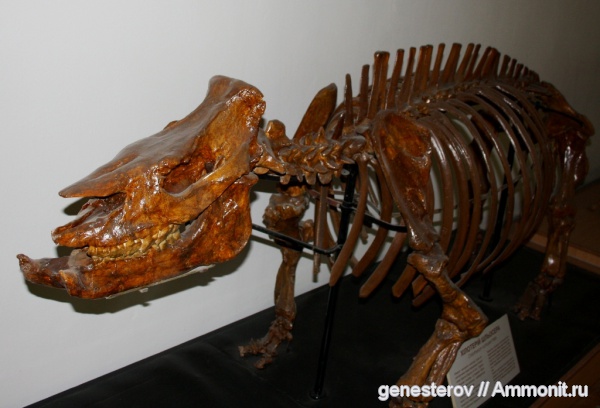 хилотерии, Chiloterium, Chiloterium schlosseri, ННПМ НАНУ