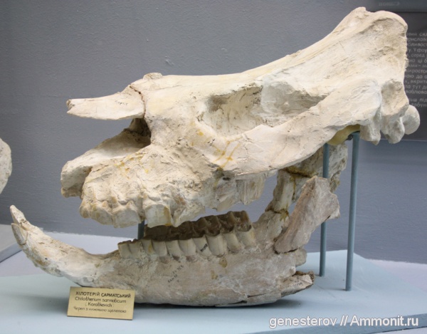 хилотерии, Chiloterium sarmaticum, Chiloterium, ННПМ НАНУ