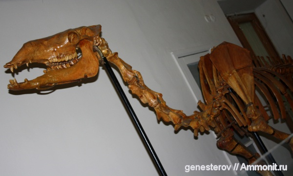 верблюды, ННПМ НАНУ, Paracamelus chersonensis alexejevi