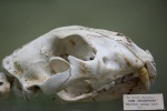 Пещерный лев (Panthera leo spelaea)