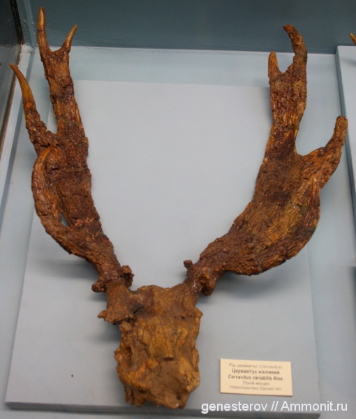 олени, Cervavitus variabilis, Cervavitus, ННПМ НАНУ