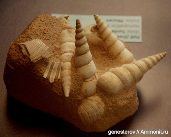 Turritella, Turritella turris