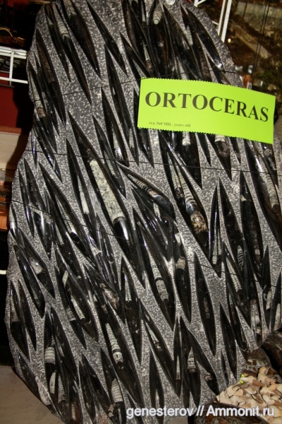 девон, Марокко, Devonian, палеоарт, Orthoceras